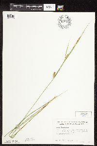 Carex pellita image