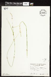 Carex pellita image