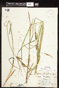 Carex pellita image