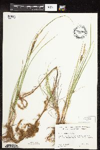 Carex pellita image