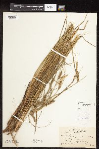 Carex pellita image