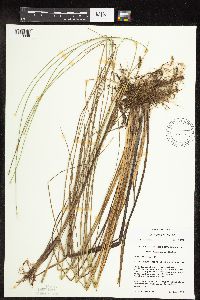Carex pellita image
