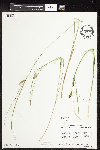 Carex pellita image