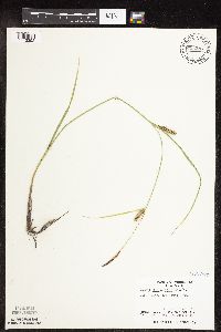 Carex pellita image