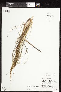 Carex pellita image