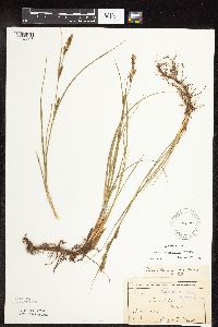 Carex pellita image