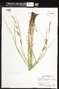Carex pellita image