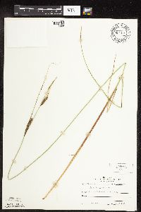 Carex pellita image