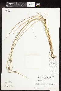 Carex pellita image