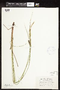 Carex pellita image