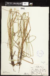 Carex pellita image