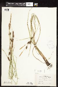 Carex pellita image