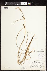 Carex pellita image