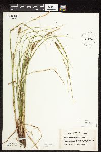 Carex pellita image