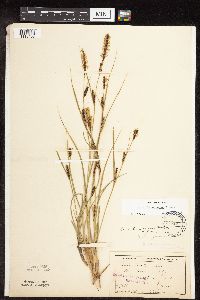 Carex pellita image