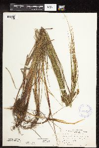 Carex pellita image