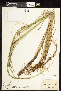 Carex pellita image