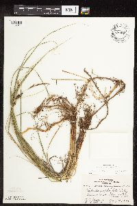Carex pellita image