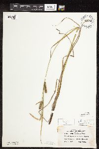 Carex pellita image