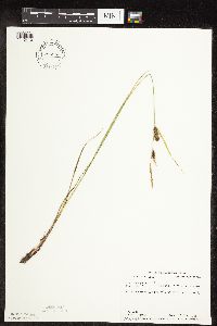 Carex pellita image
