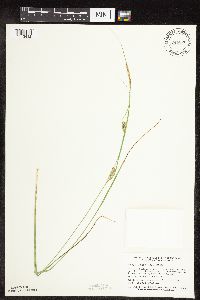 Carex pellita image