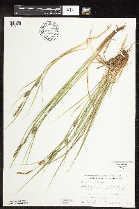 Carex pellita image