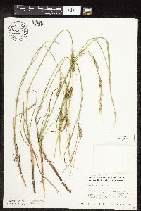 Carex pellita image
