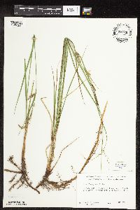 Carex pellita image