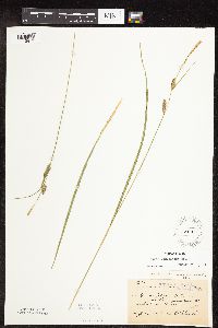 Carex pellita image