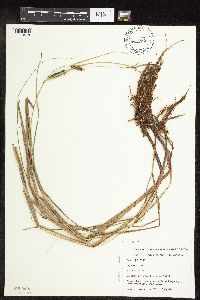 Carex pellita image