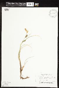 Carex pellita image