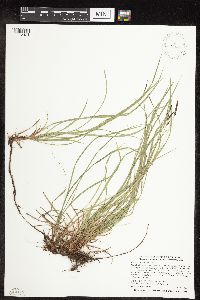 Carex pensylvanica image
