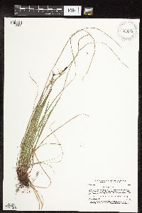Carex pensylvanica image