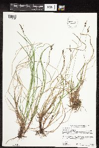 Carex pensylvanica image