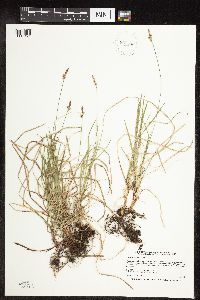 Carex pensylvanica image