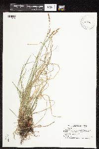 Carex pensylvanica image