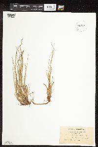 Carex pensylvanica image