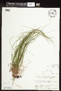 Carex pensylvanica image