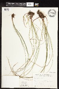 Carex pensylvanica image