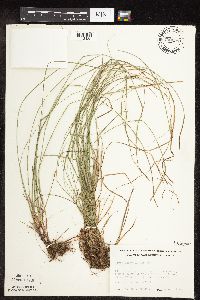 Carex pensylvanica image