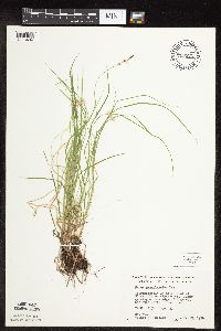 Carex pensylvanica image