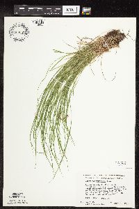 Carex pensylvanica image