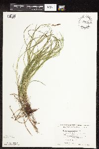 Carex pensylvanica image