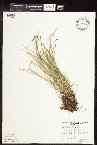 Carex pensylvanica image