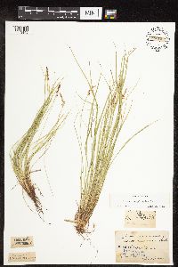 Carex pensylvanica image