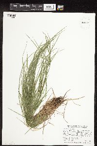Carex pensylvanica image
