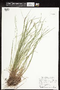 Carex pensylvanica image