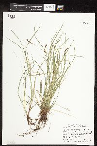Carex pensylvanica image