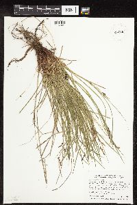 Carex pensylvanica image