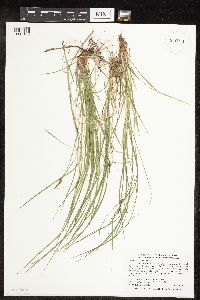 Carex pensylvanica image